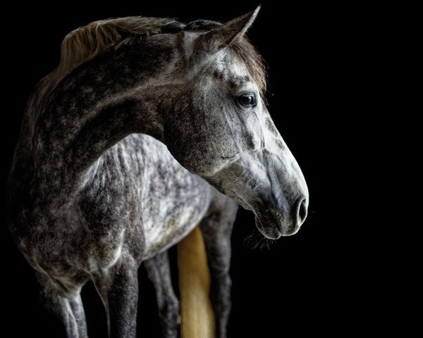 Springpferd Oklahoma 27 (Deutsches Sportpferd, 2016, von Orlando van de Heffinck)