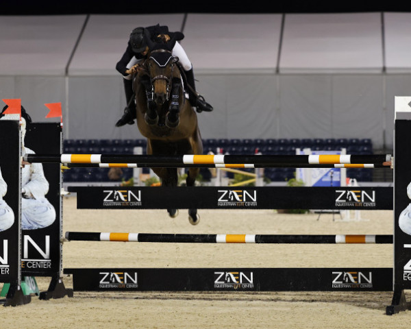 jumper After Eight (Swedish Warmblood, 2010, from Diarado)