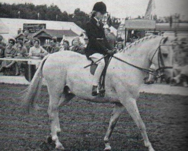 Pferd Treeyews Scotch Haze (British Riding Pony, , von Dropscotch xx) Pferd Treeyews Scotch Haze (British Riding Pony, , von Dropscotch xx)