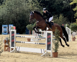 jumper Kalore (Belgian Warmblood, 2010, from Numero Uno)