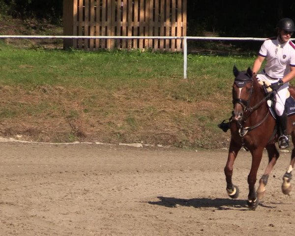 Reitturnier Langenleuba - Oberhain 2023