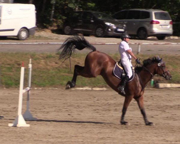 Reitturnier Langenleuba - Oberhain 2023
