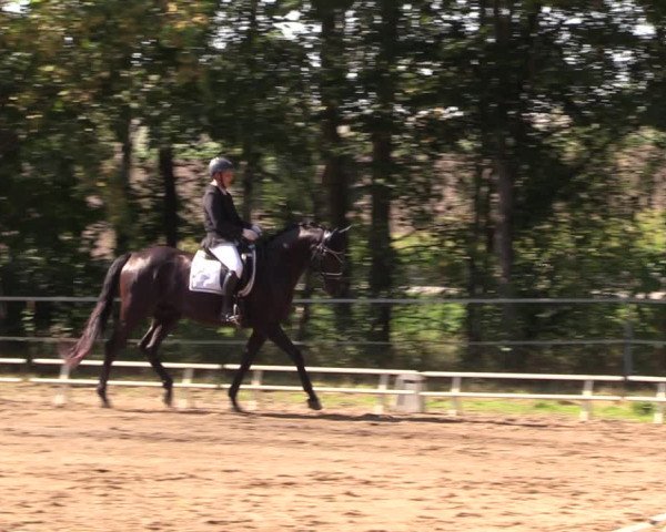 Reitturnier Langenleuba - Oberhain 2023