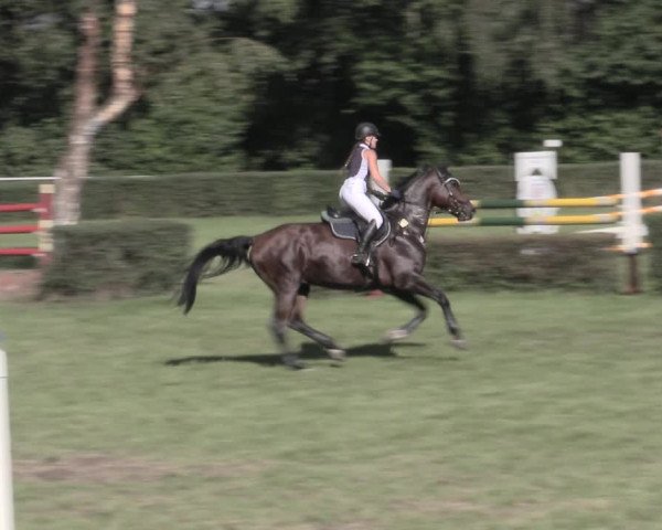 Reitturnier Westeregeln 2023