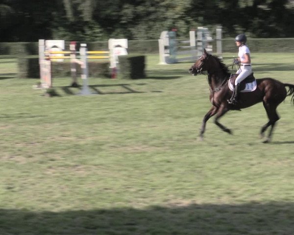 Reitturnier Westeregeln 2023