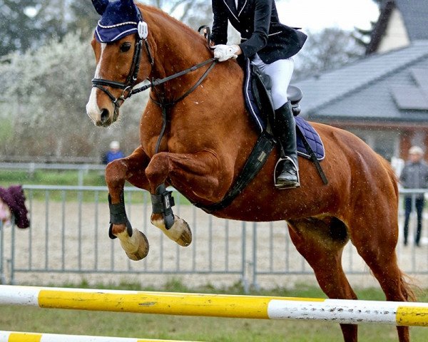Springpferd Liguster 47 (Deutsches Sportpferd, 2007, von Ludwig von Bayern 168 FIN)