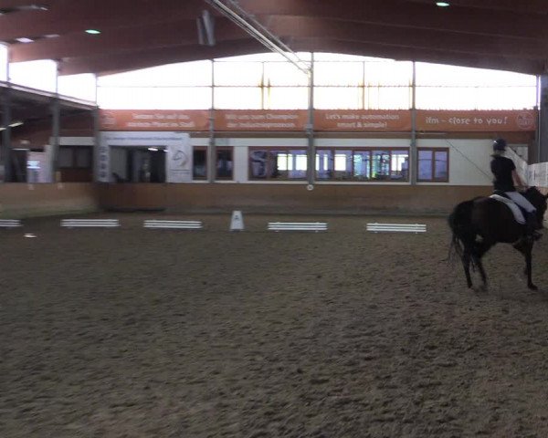 Reitturnier Appelhülsen 2023