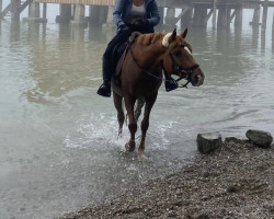 jumper History River of Horati (Nederlands Rijpaarden en Pony, 2008)