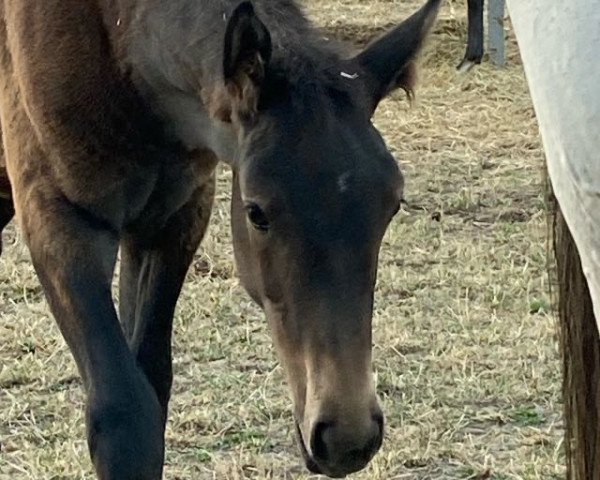 broodmare Cassiopeya Z (Zangersheide riding horse, 2022, from Codex Diaz Z)