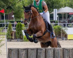 Dressurpferd Contini's Son (Westfale, 2009, von Contini)