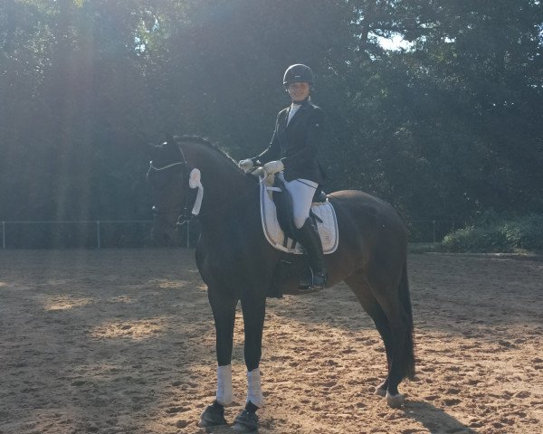dressage horse Happiness 51 (German Sport Horse, 2019, from Hotline)