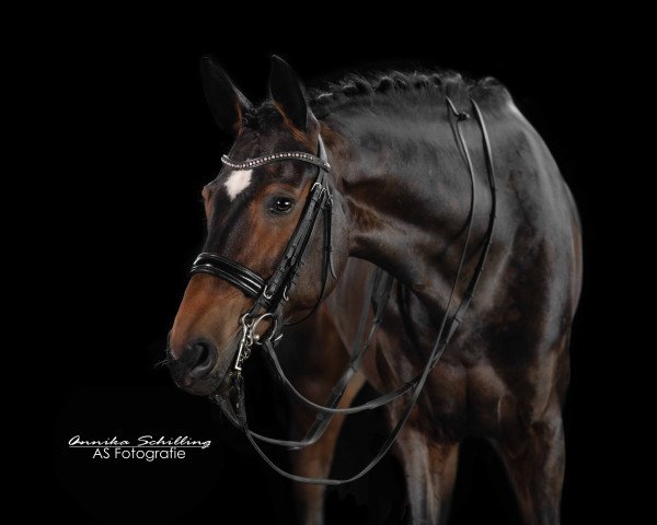Pferd Diamond Queen EH (Oldenburger, 2015, von Dimaggio)