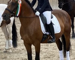 horse Aramis 652 (Hungarian Warmblood, 2014)