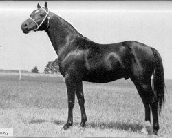 stallion Niga ox (Arabian purebred, 1957, from Nitez ox)