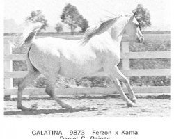 broodmare Galatina ox (Arabian purebred, 1955, from Ferzon ox)