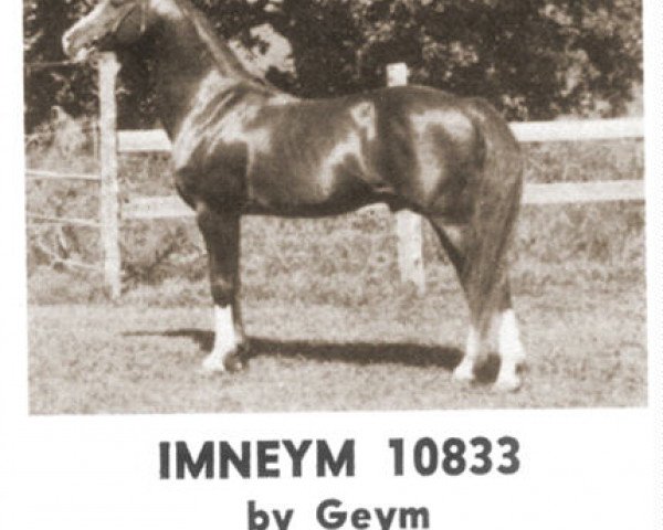 stallion Imneym ox (Arabian purebred, 1956, from Geym ox)
