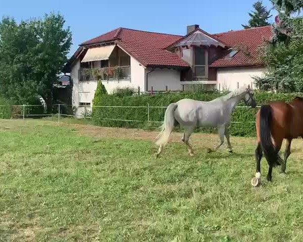 Video of Amadeus K 6