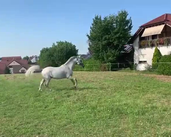 Video of Amadeus K 6