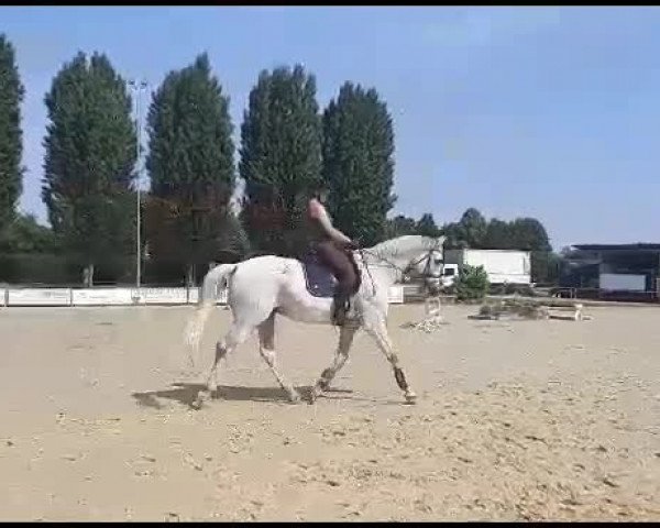 Video of Amadeus K 6