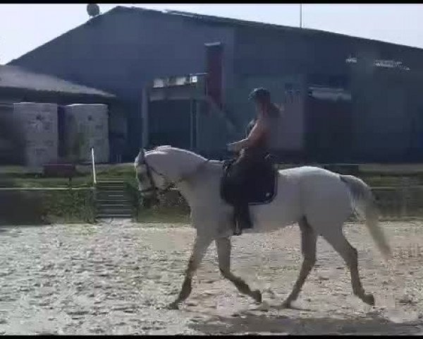 Video of Amadeus K 6