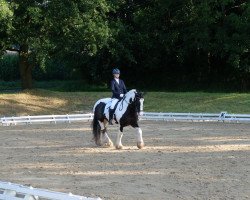dressage horse Junior´s Vaiana (Tinker / Irish Cob / Gypsy Vanner, 2017)