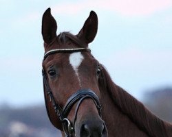 dressage horse Fürst Jever (Oldenburg, 2012, from Fürst Romancier)