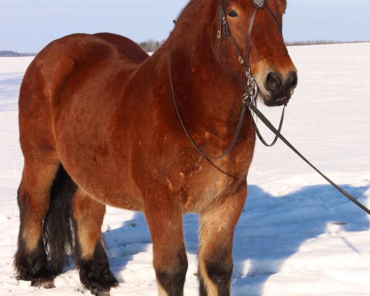 Pferd Emil von Berterath (Rheinisch-Deutsches Kaltblut, 2015, von Echo von Dönitz)