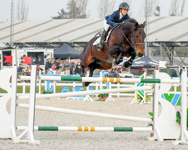 Deckhengst Rl Quality Show (Chilenisches Warmblut, 2007, von Quality Touch Z)