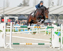Deckhengst Rl Quality Show (Chilenisches Warmblut, 2007, von Quality Touch Z)