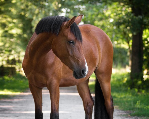 Pferd Flicka (Deutsches Reitpony, 2019, von Despacito AT)