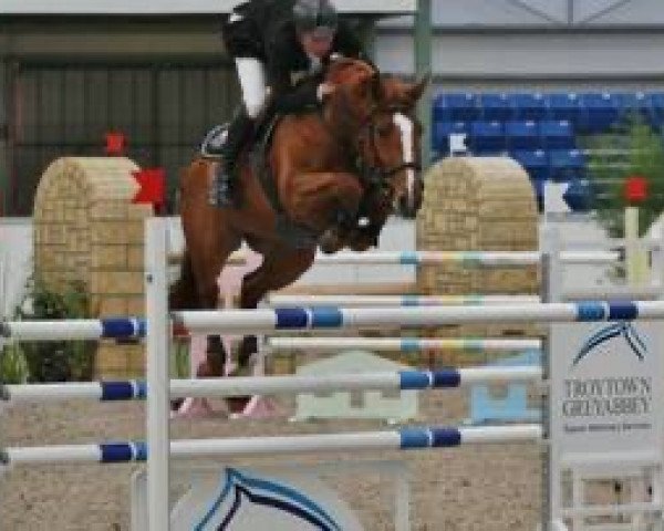 Springpferd Hs Copperhead Cruise (Irish Sport Horse, 2007, von Cruising)