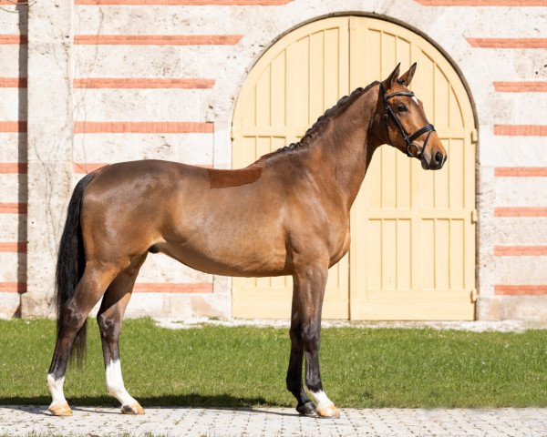 horse Bon Vivant 9 (Trakehner, 2020, from Zauberreigen)