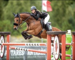 Pferd Herovito (KWPN (Niederländisches Warmblut), 2012, von Dynamo)