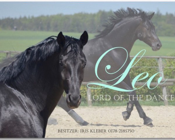 dressage horse Leo Lord of The Dance (Oldenburg, 2013, from Lord Leopold 7)