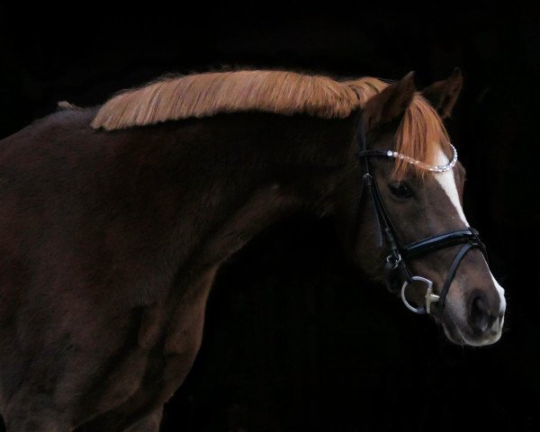 Zuchtstute Doreen BE (Deutsches Reitpony, 2010, von Domingo)