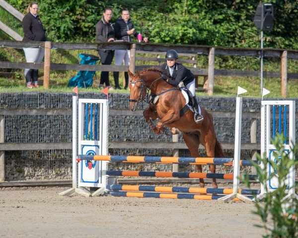 jumper Fabio 161 (Hanoverian, 2016, from Tannenhof's Fahrenheit)