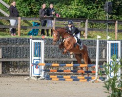 jumper Fabio 161 (Hanoverian, 2016, from Tannenhof's Fahrenheit)