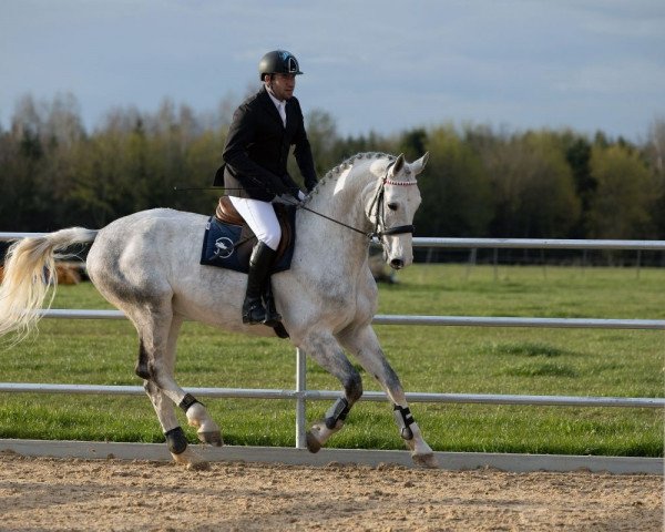 jumper Grenadier 72 (Hanoverian, 2014, from Grey Top)