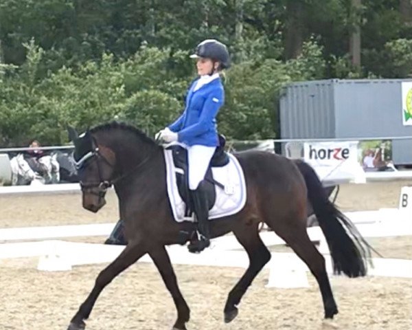stallion Bad Boy Boogie Hs (German Riding Pony, 2017, from Benetton S)