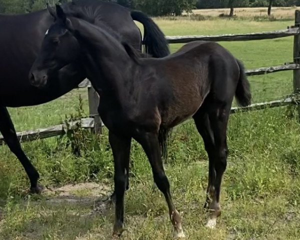 Pferd Total Jack v.S. (Deutsches Reitpferd, 2023, von Total McLaren)