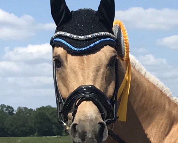 dressage horse Dear Diary (German Riding Pony, 2011, from Don't Worry Be Happy)