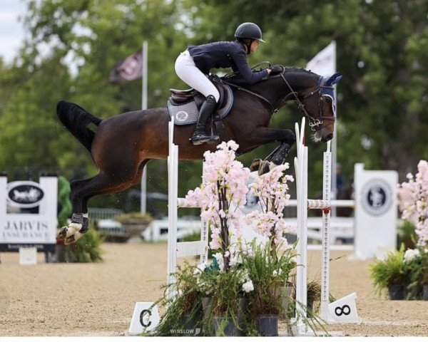 horse SVS Attraction (Irish Sport Horse, 2015, from Air Jordan Z)