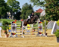 jumper Molly Malone 16 (German Sport Horse, 2017, from Diamant de Landor)