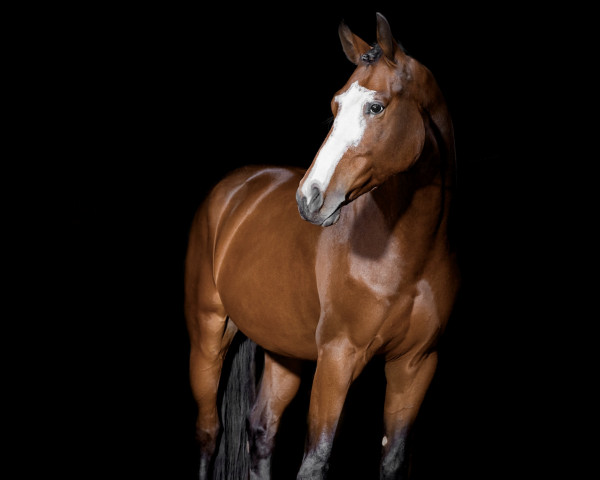 Springpferd Hanley du Rouet (Westfale, 2018, von Hanley)