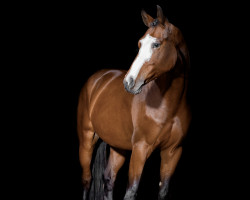 Springpferd Hanley du Rouet (Westfale, 2018, von Hanley)