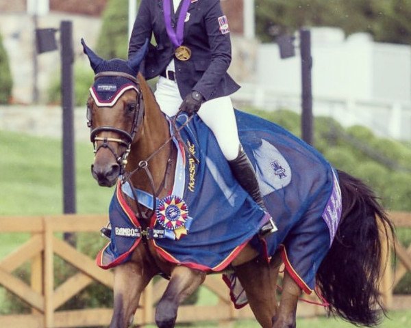 Pferd Pippi (Hannoveraner, 2009, von Perigueux) Pferd Pippi (Hannoveraner, 2009, von Perigueux)