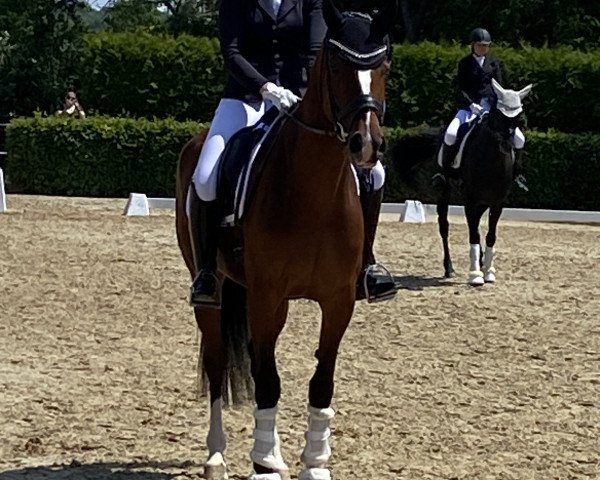 Dressurpferd Fenne FVE (Anglo Europäisches Sportpferd, 2018, von Florishall)