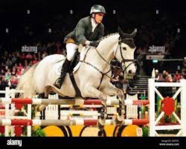 jumper Mullaghdrin Gold Rain (Irish Sport Horse, 1998, from Golden Cliff xx)