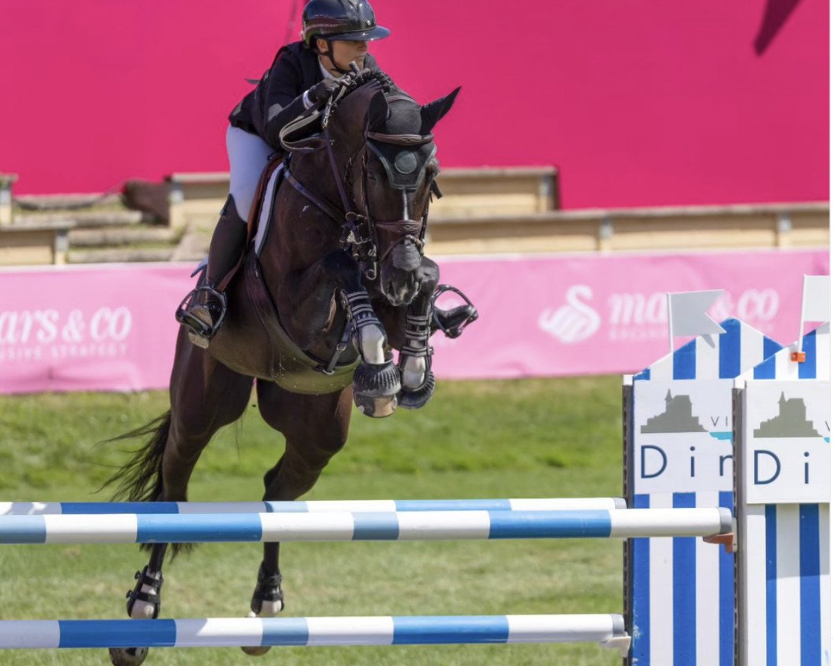 Springpferd Dynamit Nobel Kw (Holsteiner, 2011, von Diarado)