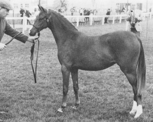 broodmare Party Spirit (British Riding Pony,  , from Sarnau Royal Lord)